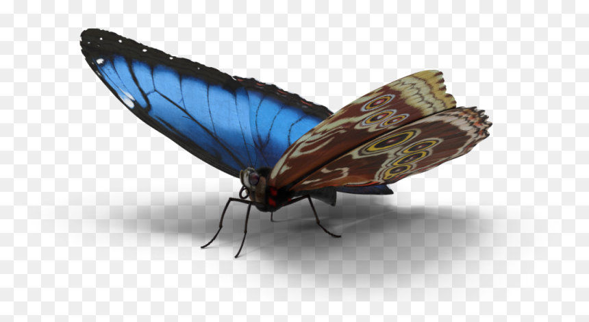 White Admiral Or Red Spotted Purple, HD Png Download - butterfly png 3d images