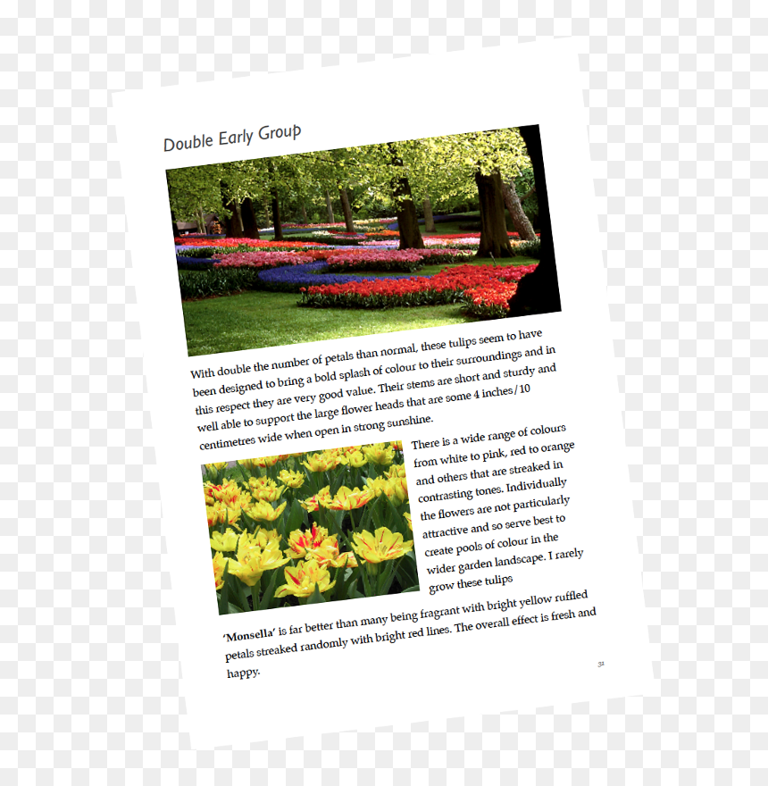 Tulip, Transparent Png - Tulip, Png Download - shrubs plan png