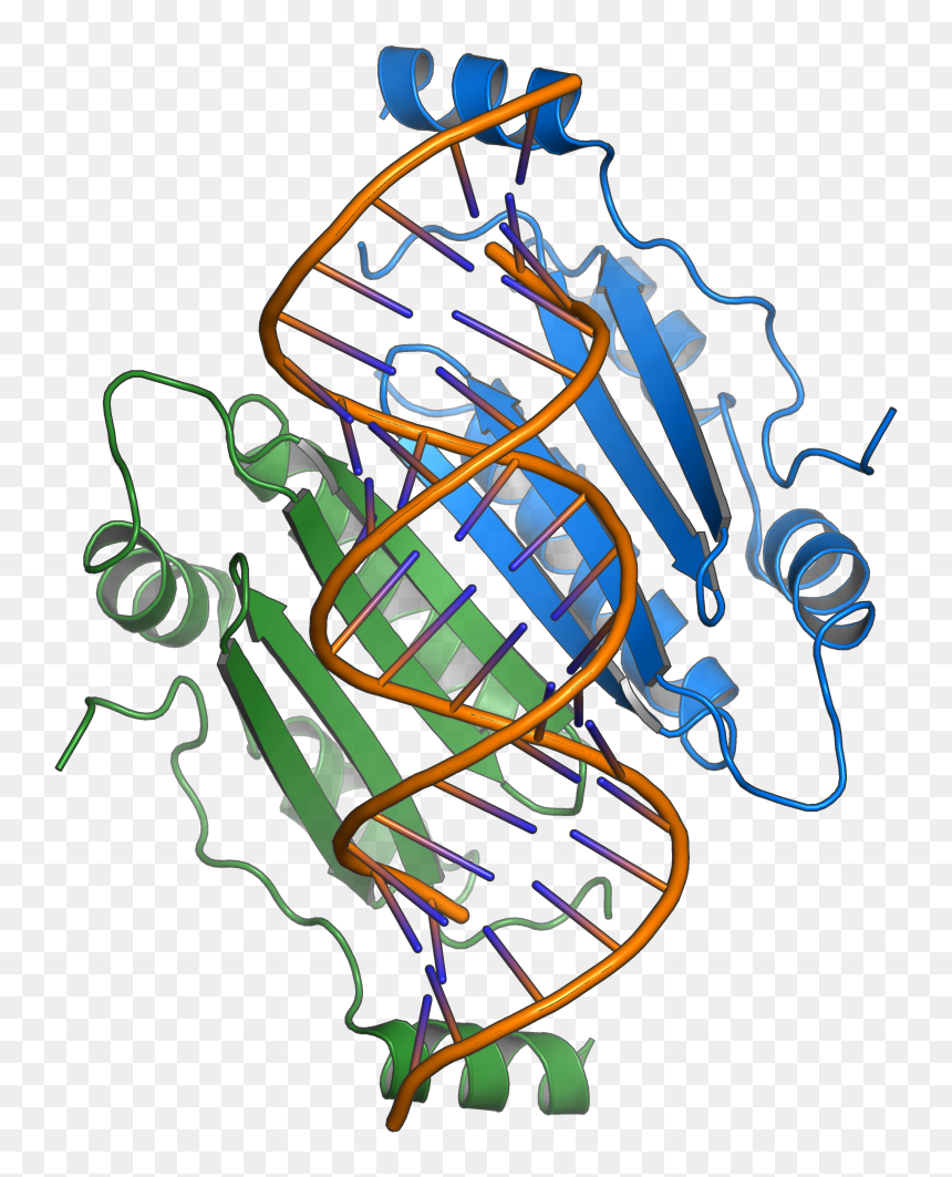 1r9f Tombusvirus P19 - Rna Silencing Suppressor P19, HD Png Download - colourful png