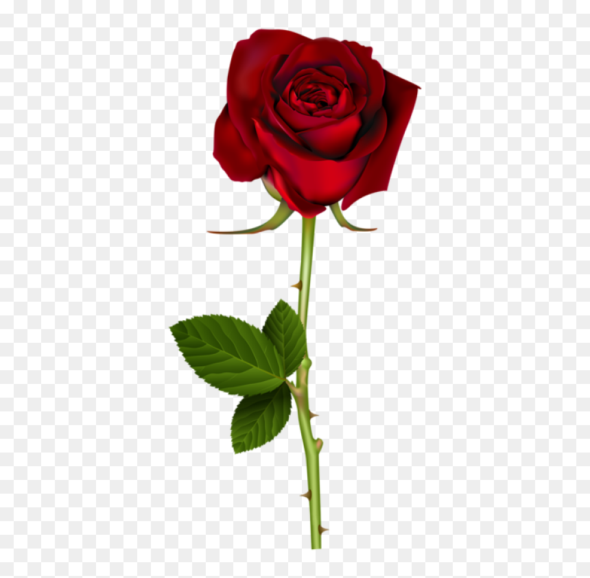 Pin By Anahita Daklani On Roses - Transparent Background Red Rose Png, Png Download - rose flower images png