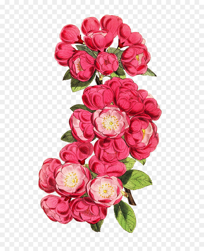 Apple Blossoms On Branch Cut-out - Garden Roses, HD Png Download - birthday flowers bouquet png