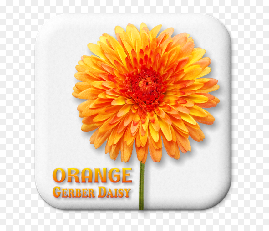 English Marigold, HD Png Download - marigold garland png