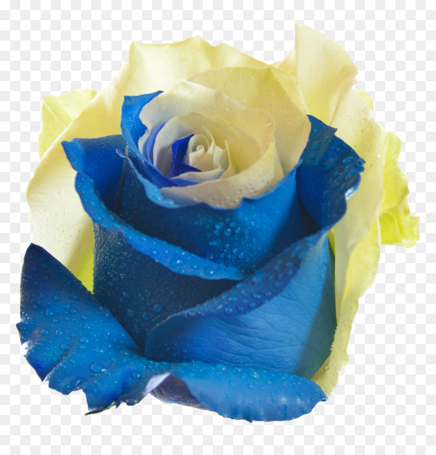 Blue And Yellow Rose Flower Png , Png Download - Rose Png Download Yellow, Transparent Png - rose flower images png