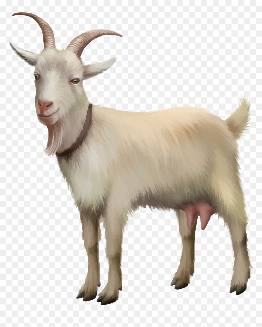 Rove Goat Sheep Stock Photography Stock Illustration - Realistic Goat Clip Art, HD Png Download - goat images png
