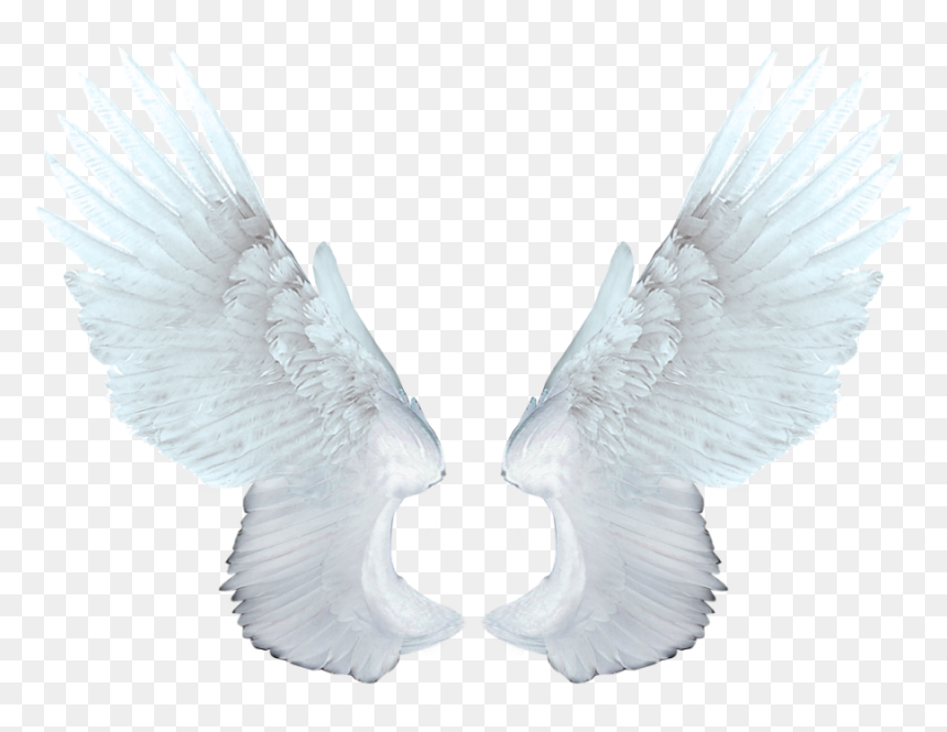 White Wings Png Image - White Angel Wings Png, Transparent Png - wings png images