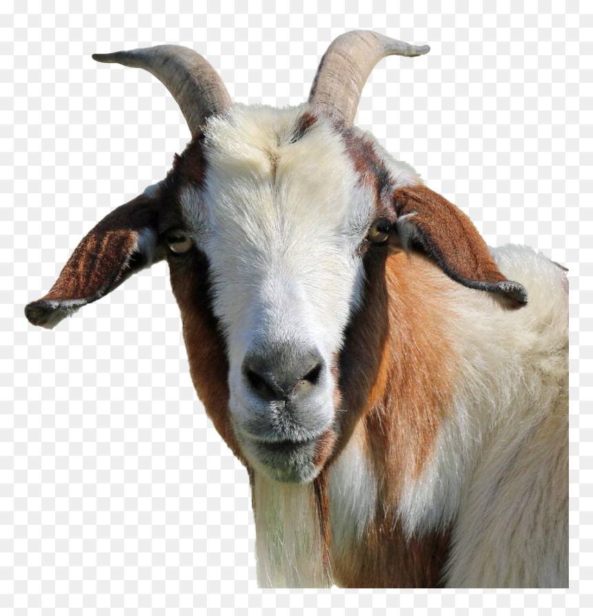 Goat Png Clipart - Transparent Background Goat Png, Png Download - goat images png