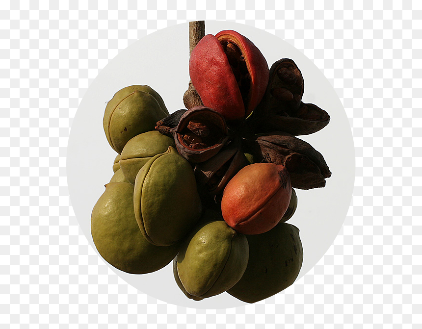 Seedless Fruit, HD Png Download - ashoka tree png