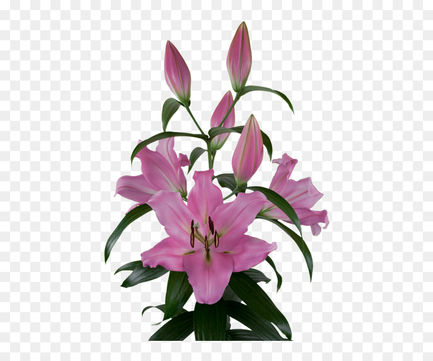 Lily, HD Png Download - marigold garland png