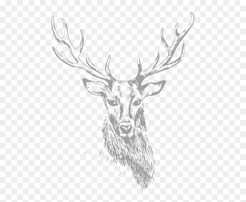 Stag - Transparent Deer Sketch Png, Png Download - white hen png