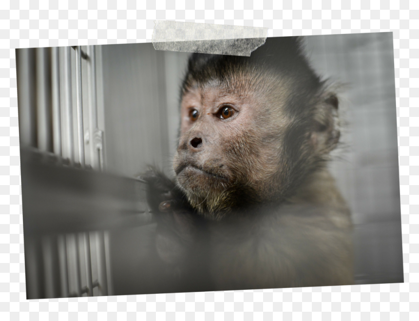 1 - Tufted Capuchin, HD Png Download - indian monkey png