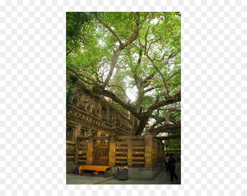 Oak, HD Png Download - peepal tree png