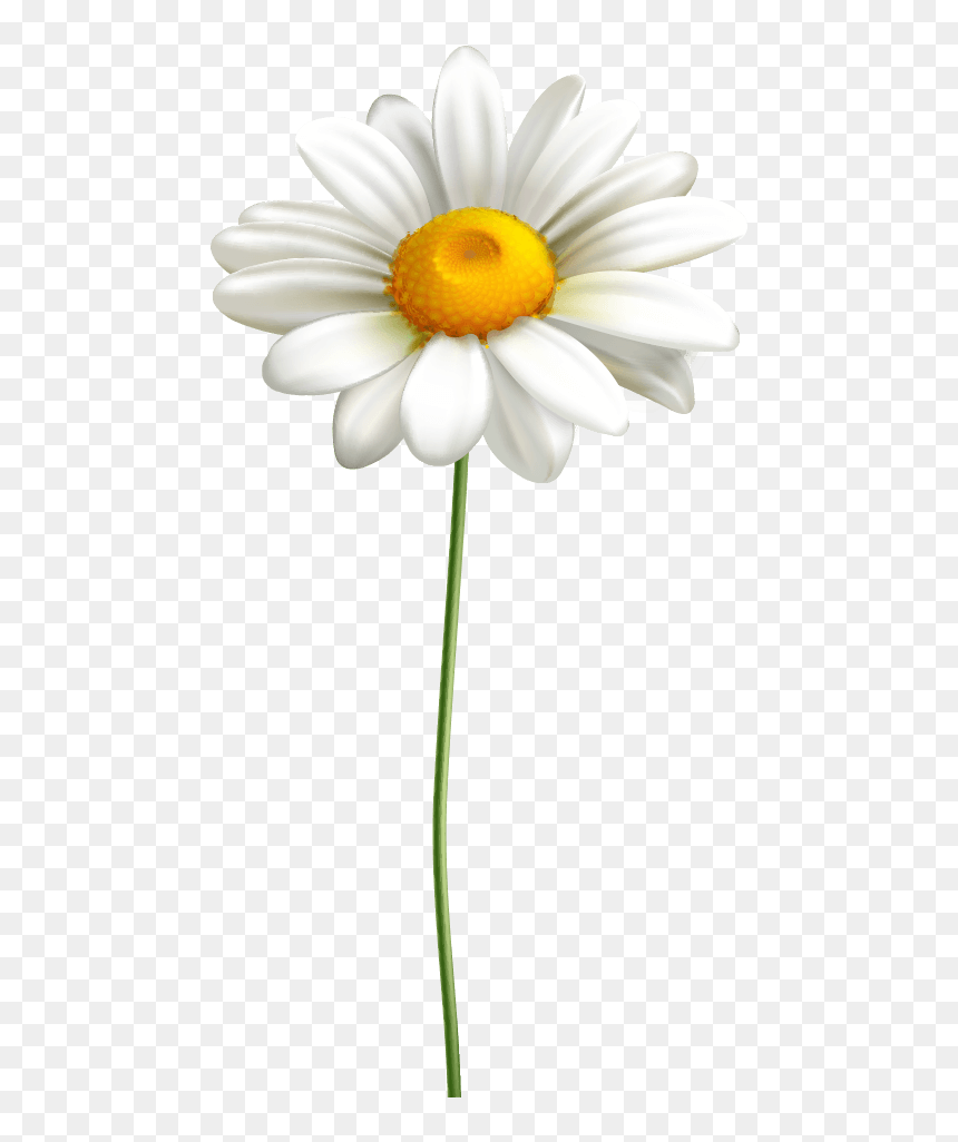 Oxeye Daisy, HD Png Download - peepal tree png