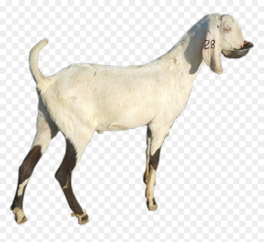 Goat , Png Download - Goat, Transparent Png - goat images png