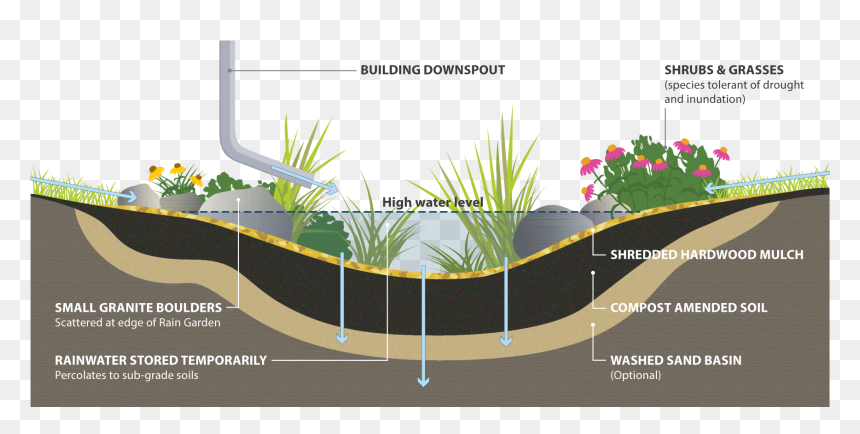 Rain Garden Cross Section - Rain Garden Section Detail, HD Png Download - shrubs plan png