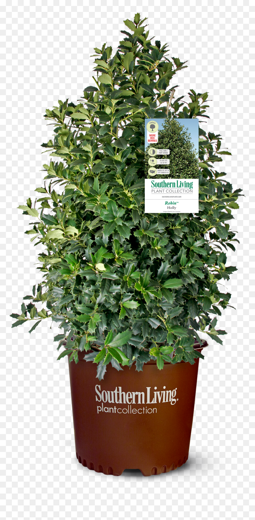 Shrubs Plan Png, Transparent Png - shrubs plan png