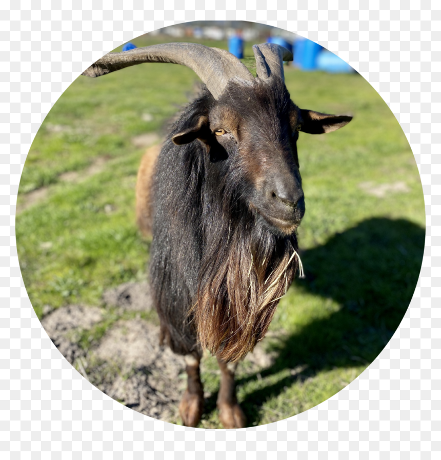 Stout - Goat, HD Png Download - goat images png