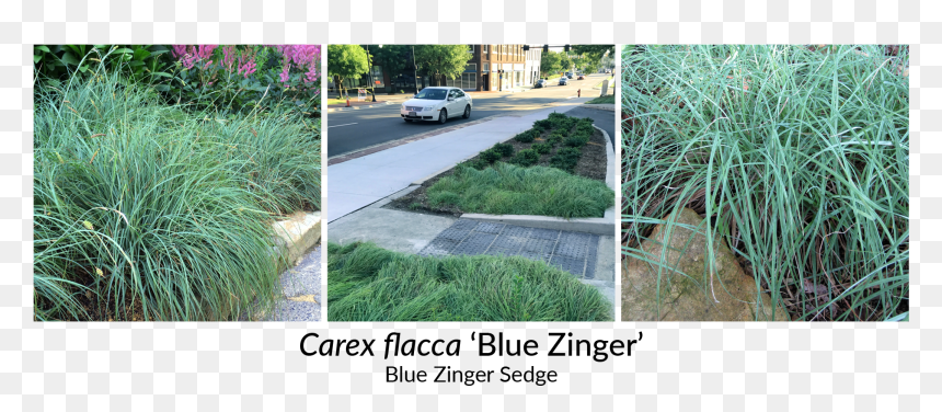 Driveway, HD Png Download - shrubs plan png