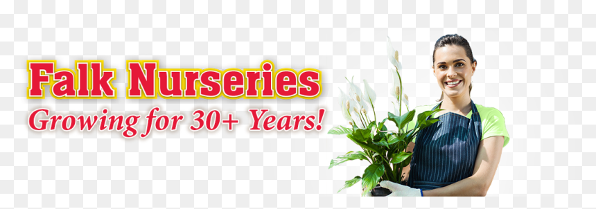 We Grow Every Year - Houseplant, HD Png Download - shrubs plan png
