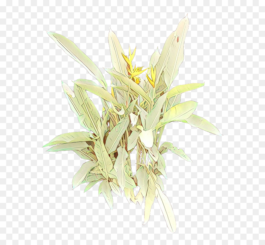 Png Download - Arrowroot Family, Transparent Png - plants png images