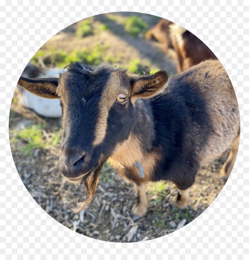 Red - Goat, HD Png Download - goat images png