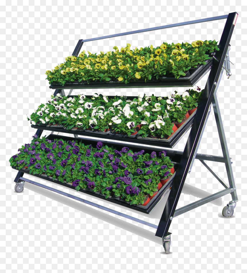 Transparent Garden Plants Png - Lobelia, Png Download - plants png images