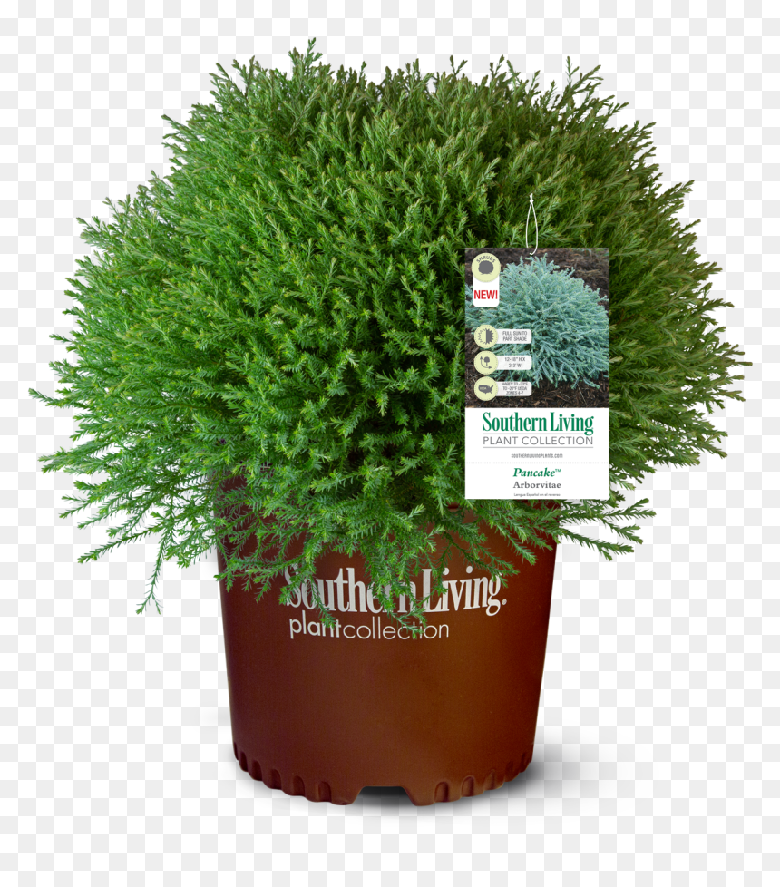 Flowerpot, HD Png Download - shrubs plan png