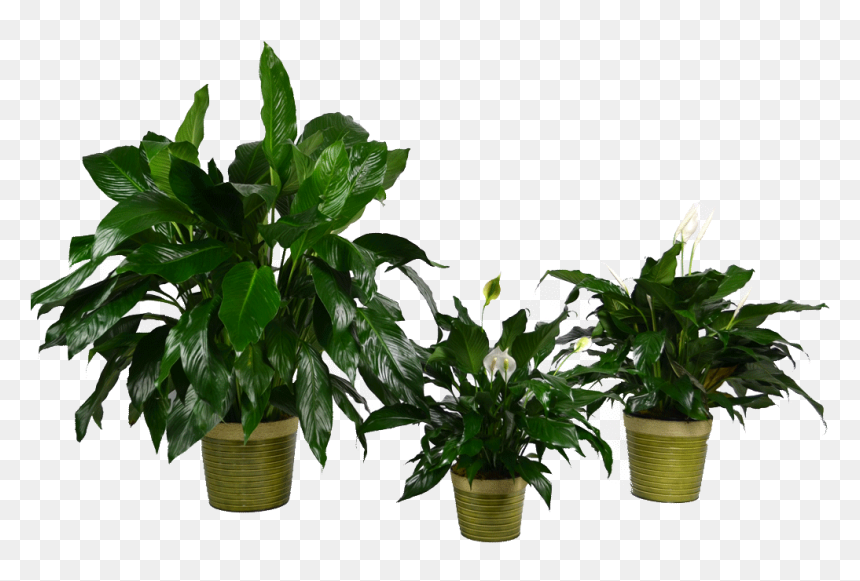 Transparent Blooming Bromeliads Plants , Png Download - Houseplant, Png Download - plants png images