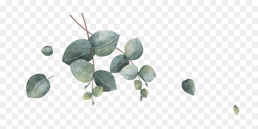 Acacia Greggii, HD Png Download - florel png
