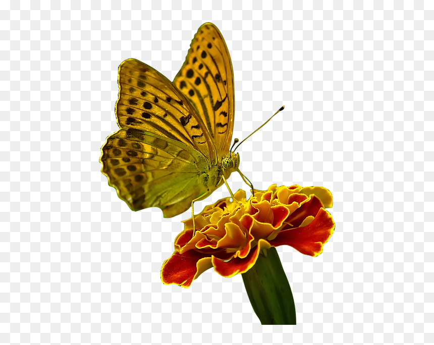 Butterfly On Flower, HD Png Download - butterfly hd png