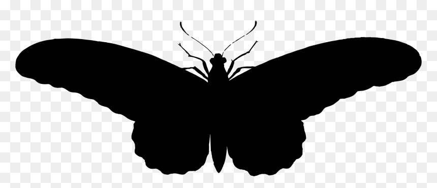 Illistration Clipart Butterfly Silhouette - ภาพ ผีเสื้อ ขาว ดํา, HD Png Download - butterfly hd png