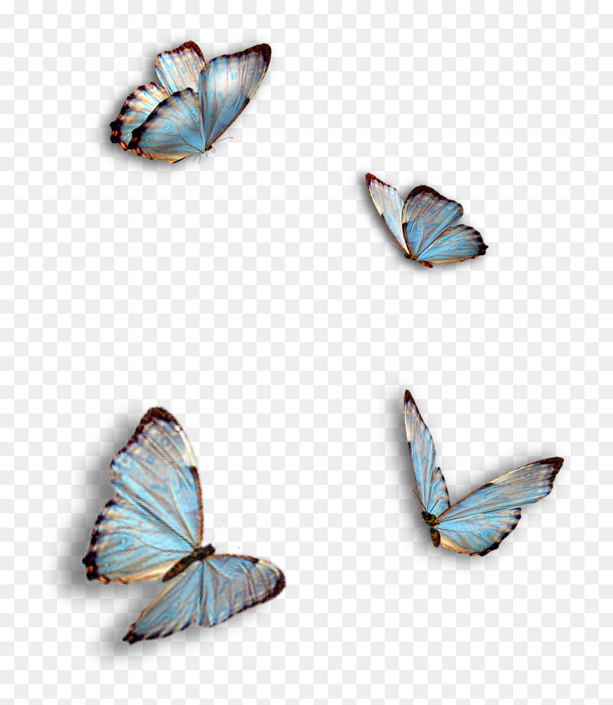 Ragdoll Kitty And Butterflies, HD Png Download - butterfly hd png