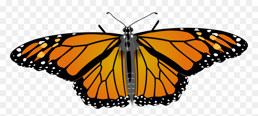 Transparent Monarch Clipart - Drawing Monarch Butterfly, HD Png Download - butterfly hd png