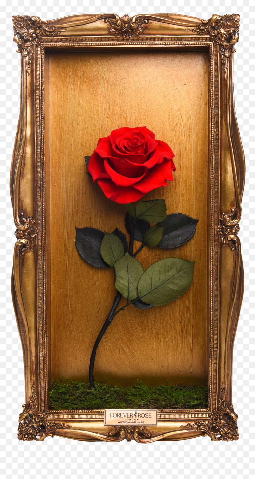 Wall Frame - Garden Roses, HD Png Download - wall frame png