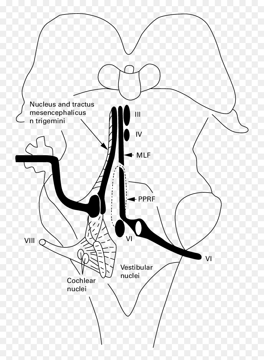 Nerve Drawing Clip Library Download - Line Art, HD Png Download - nucleus png