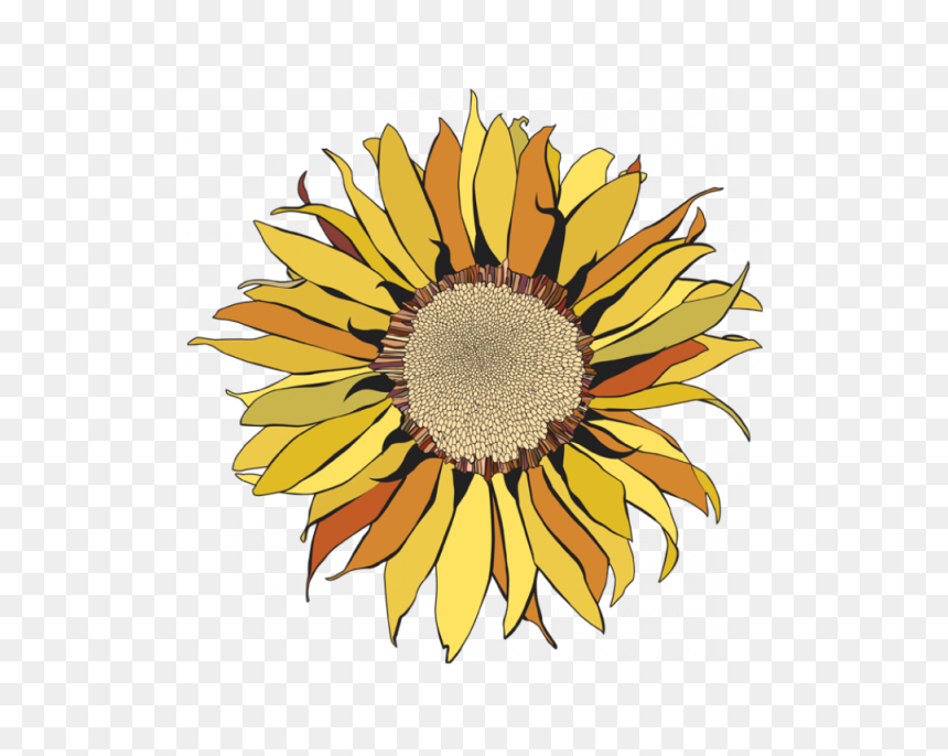 Transparent Girasoles Png - Girasoles Draw, Png Download - girasol png
