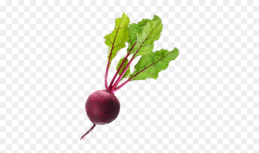 Thumb Image - Beet Png, Transparent Png - beets png