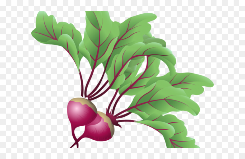 Transparent Clip Art Vegetable , Png Download - Beetroot Clipart Png, Png Download - beets png