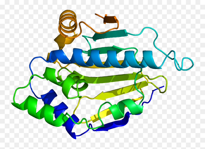 Protein Hsp90aa1 Pdb 1byq - Human Heat Shock Protein 90, HD Png Download - shock png