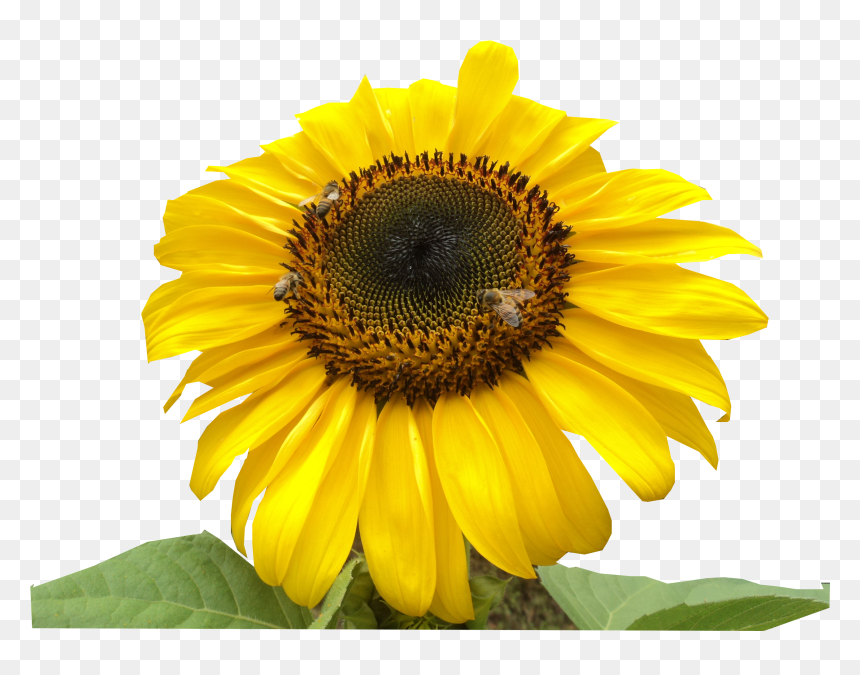 Sunflower , Png Download - Portable Network Graphics, Transparent Png - girasol png