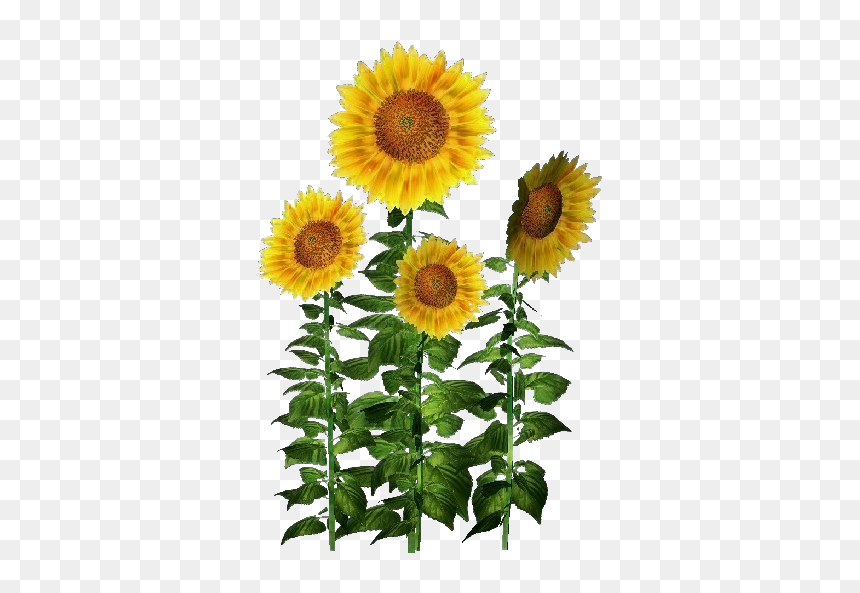 3d Flowers - Sunflower - Acca Software - Girassol Png Transparent, Png Download - girasol png