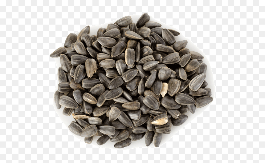 Thumb Image - Sunflower Seeds In Urdu, HD Png Download - girasol png