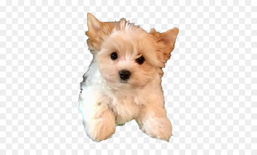 Yorkshire Terrier Puppy Png Image - Yorkshire Terrier Puppy For Sale, Transparent Png - puppy dog pals png