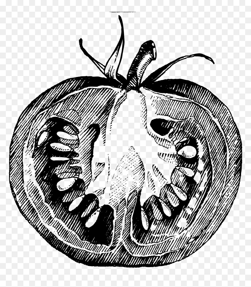 Collection Of Png High Quality Free - Tomato Sketch Png, Transparent Png - sketch png