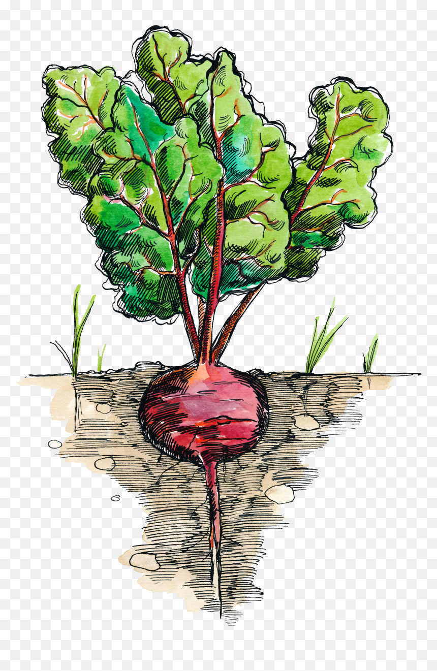 Menu, HD Png Download - beets png
