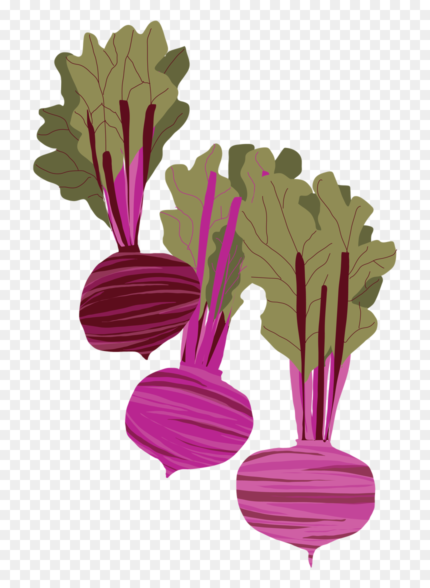 Beet Illustration, HD Png Download - beets png