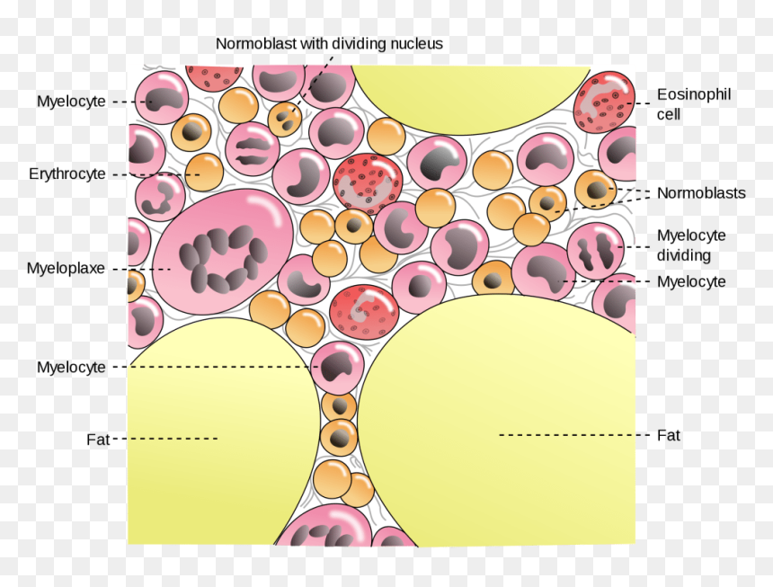 Fat In Bone Marrow, HD Png Download - blood streak png