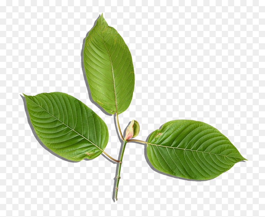 Sweet Birch Transparent Png Image Download - Ulmus Alata, Png Download - birch png