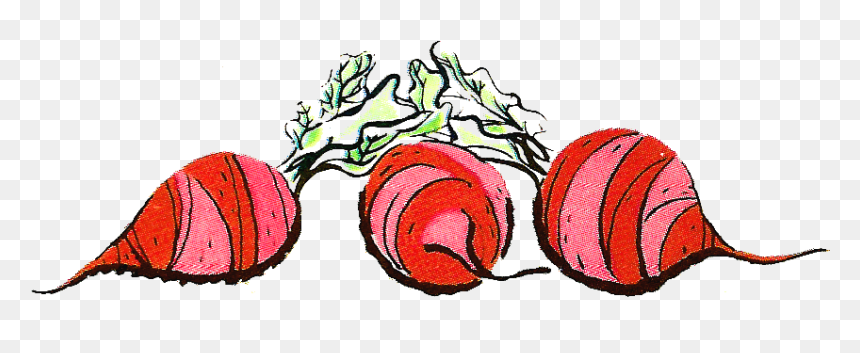 Stock Beets Illustration - Beetroot, HD Png Download - beets png