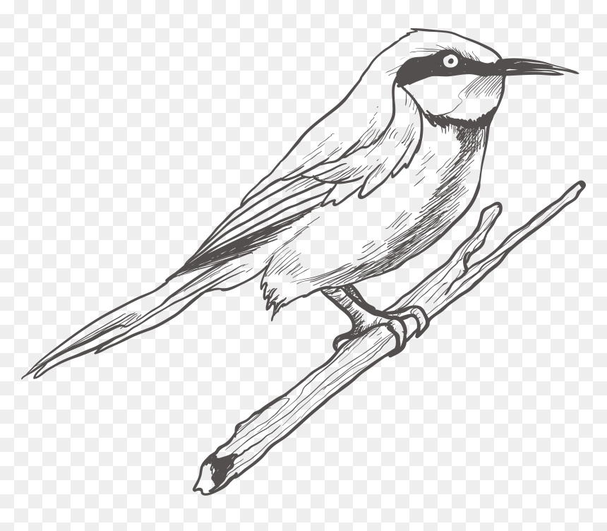 Bird Drawing Sketch Transprent Png Free Download - Bird Sketch Png, Transparent Png - sketch png