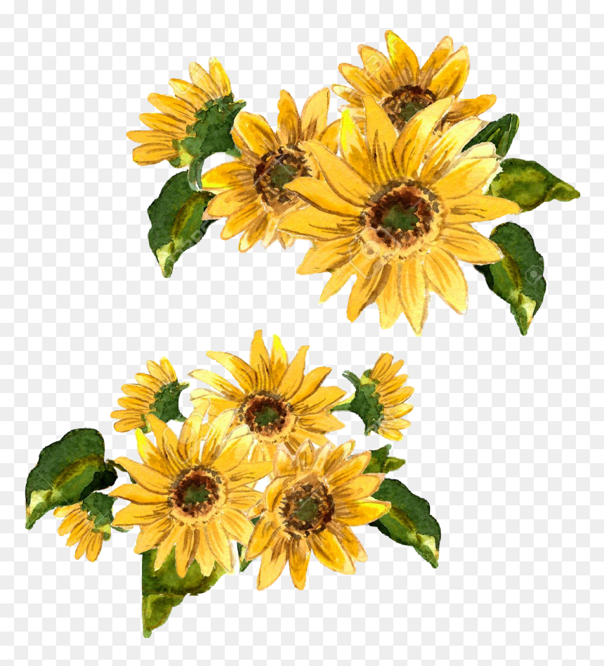 Transparent Girasol Clipart - Yellow Flower Painting Png, Png Download - girasol png
